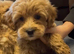 Shih-Tzu Poodle Puppies (SHI-POO F1b)