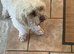 shihpoo