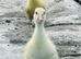 6 goslings for sale