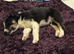 1 border collie male pup.