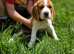 Beagle Puppies Ready for Love!!