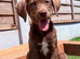 READY Siberian Husky Shepherd x Weimaraner Boys