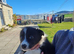 Border collie puppy
