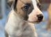 Wonderful Whippet litter