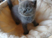 Beautiful British Shorthaired kittens