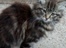 Beautiful Maine Coon Kittens for Sale