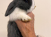 Mini lop pure bred blue and white