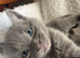 Tabby kitten