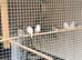 Jarva Finches for sale and diamond doves