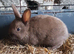 Netherland dwarf cross mini rex rabbits