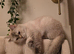 British short haired female 16 months old