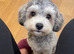 Beautiful 2-Year-Old Silver & White Toy Poodle &ndash; Looking for His Forever Home