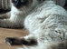 Ragdoll seal point kittens born 19/07/26