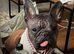Hairless frenchbulldog