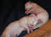 Blue Point Ragdoll Kittens
