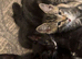 10 mixed breed kittens