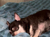 Tiny girl chihuahua