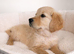 Golden Retriever Puppies 8 weeks old