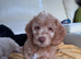 3 F1b Labradoodle pups ready to go!