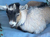 Pygmy Goat