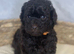 5 Toy Poodle Puppies
