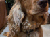 RKC SHOW COCKER SPANIEL PUPPIES EXTENSIVELY HEALTH TESTED