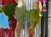 Baby conure Glasgow