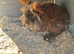 Male Lionhead rabbit and male lop rabbit