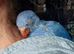 Hand reared super tame Indian ringneck