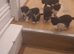 6 mixed white and black kittens