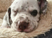 Dalmatian X