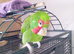 Pickle is looking for a new home