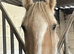 14.2 palomino ride and drive