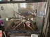 Reptile large enclosure