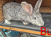 Beautiful Rare Blue/Grey New Zealand bunny's