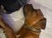 Dog 7 months old bull mastiff cross Dog Bordeaux