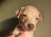 Beautiful KC Registered Italian Greyhound Puppies – 2 Girls Available