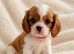 Cavalier King Charles pups