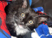 Kitten last one left