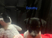 Rare natural bobtailed miniature Jack Russell