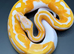 Hatchling lavender albino pied ball/royal python