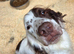Sproker puppies for sale