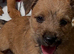 Jack Russell’s