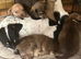 Jack x chi puppies!