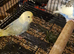 Tame baby budgies
