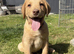 ONLY 1 LEFT Foxred X Golden Labrador puppies