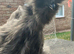 Sexed silkie females