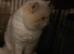 TICA registered adult cats