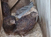 Coturnix quail hatching eggs