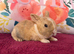Two beautiful mini plush lops